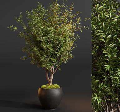  盆栽绿植树3d模型 