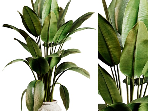  室内植物 96 - 盆栽3d模型 