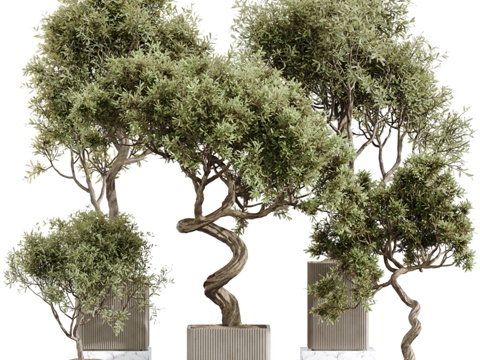  AV室内植物套装236 米申卡拉马塔莱奇诺3d模型 