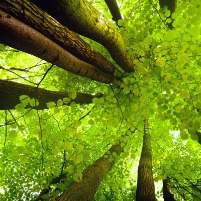  自然森林风景壁纸 