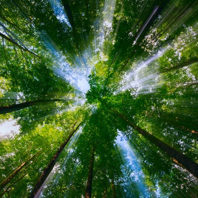  自然森林风景壁纸 