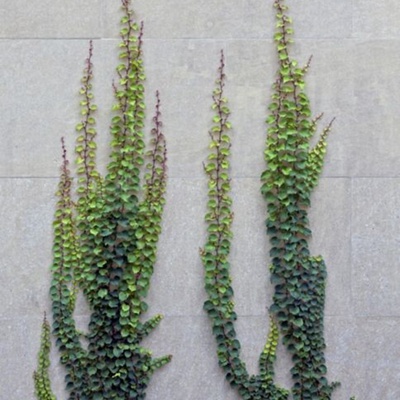  植物墙装饰 