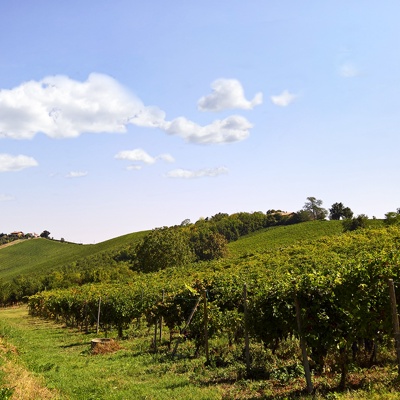  葡萄园种植园景观风景 