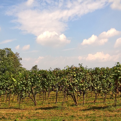  葡萄园种植园景观风景 
