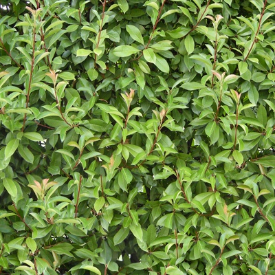  无缝绿色景观草地灌木植物树篱笆墙面 