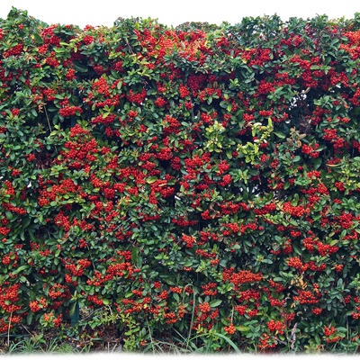 免扣景观灌木植物树篱笆墙面 