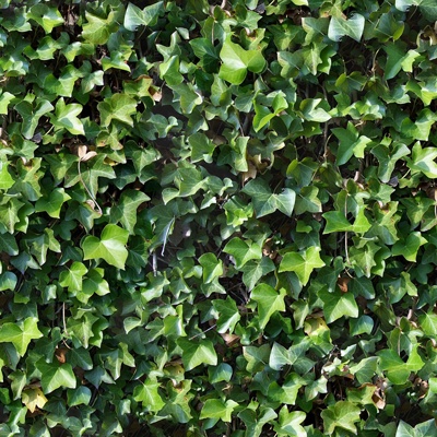  无缝绿色景观草地灌木植物树篱笆墙面 