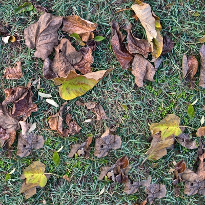  无缝枯枝落叶草皮草地草坪地面 