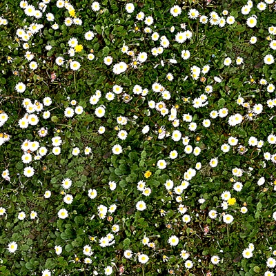  无缝园林庭院景观花园田野小雏菊花卉鲜花绿植草坪草地草皮地面 