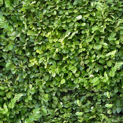  无缝绿色景观草地灌木植物树篱笆墙面 