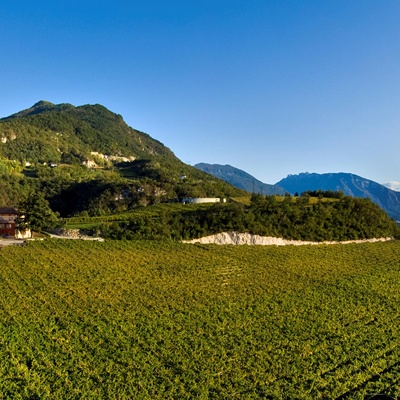  葡萄园种植园景观风景 