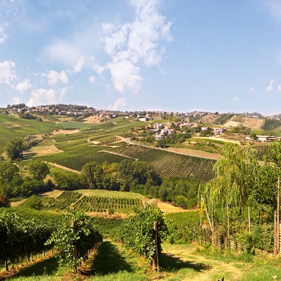  葡萄园种植园景观风景 