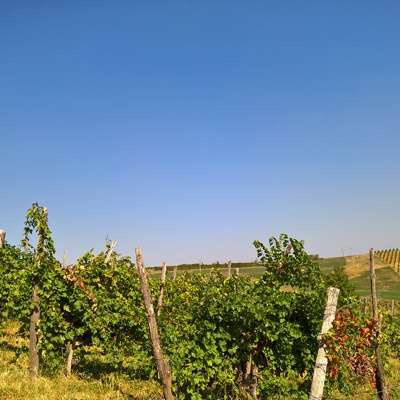  葡萄园种植园景观风景 