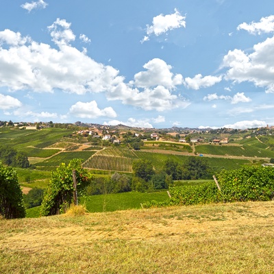  葡萄园种植园景观风景 