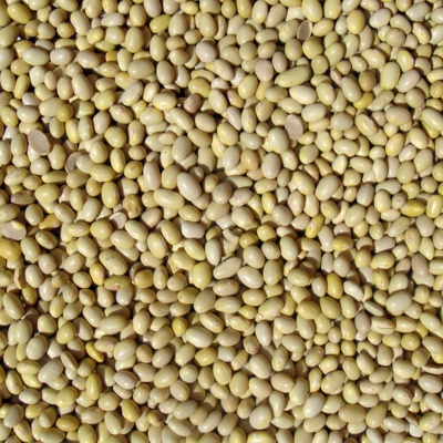  粮食种子 