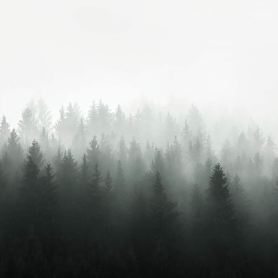  现代北欧壁纸 灰色北欧风壁纸墙 热带雨林壁纸 花鸟壁纸 壁布 