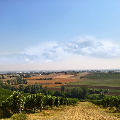  葡萄园种植园景观风景 