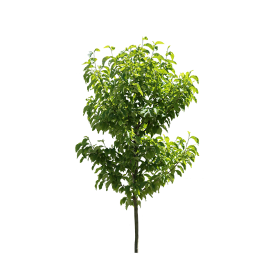  PNG免抠景观树秋叶树乔木 