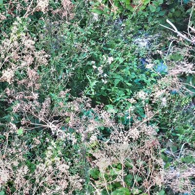  无缝绿色灌木草丛植物植被地面 