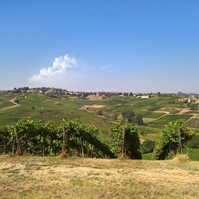  葡萄园种植园景观风景 