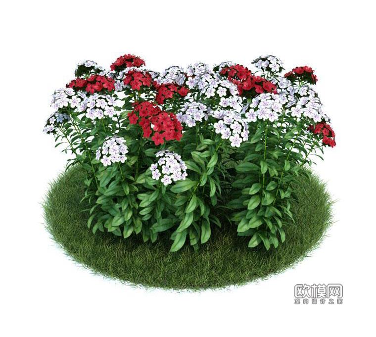 G129须苞石竹3D模型下载