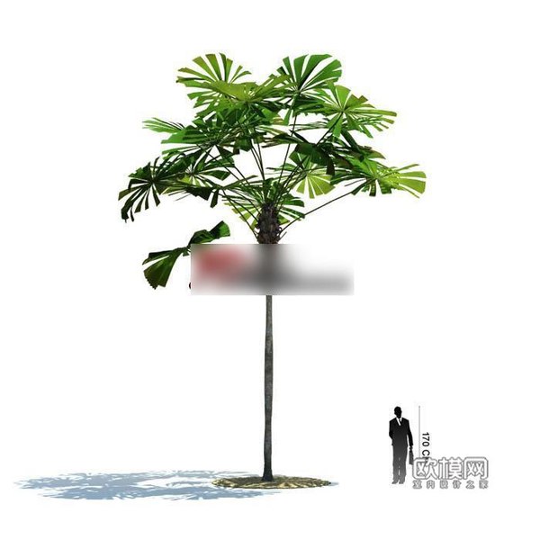 G175穗花轴榈 棕榈3D模型下载