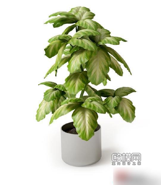 G297高精细盆栽植物3D模型