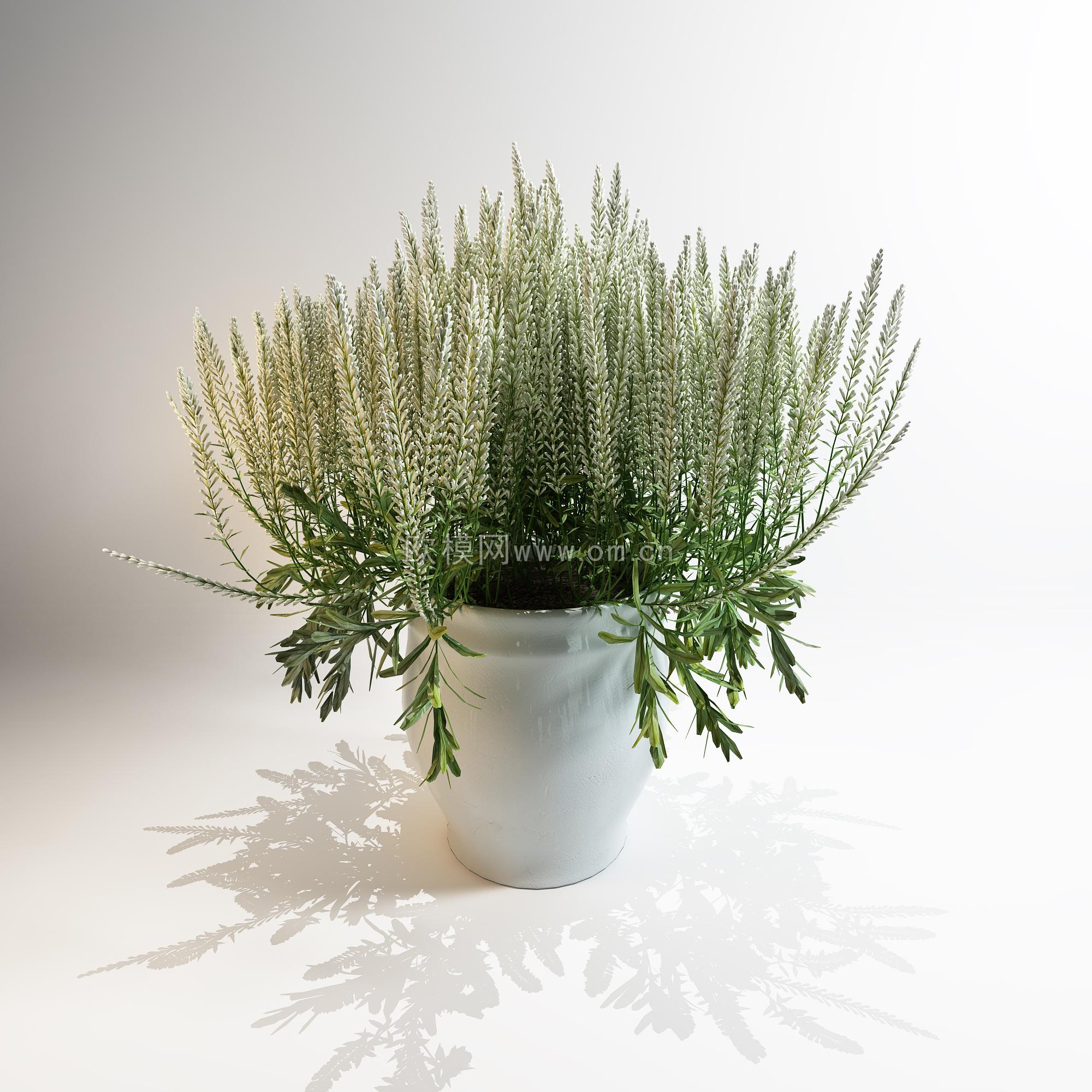 现代绿植盆栽3D模型