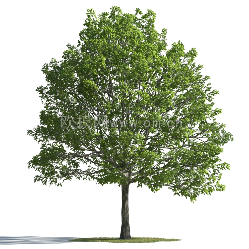 现代风景树3d模型