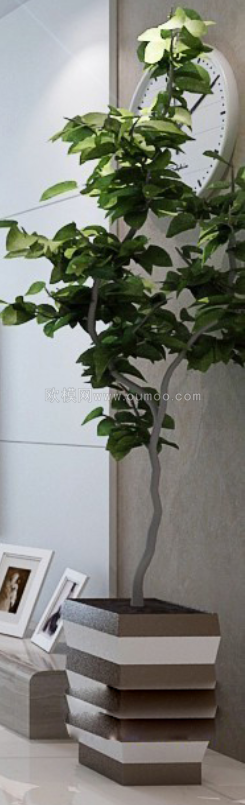 植物盆栽 (2)