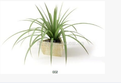 [植物盆栽] 盆栽