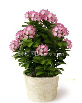 [植物盆栽] 盆花