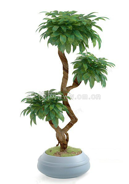 [植物盆栽] 超喜欢的盆栽