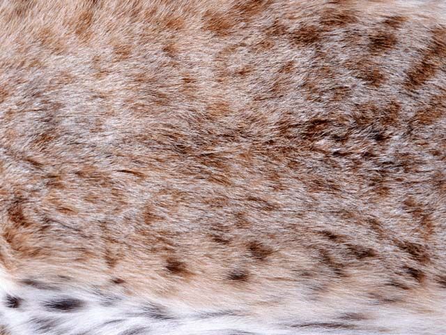 地毯-动物毛毯 061下载