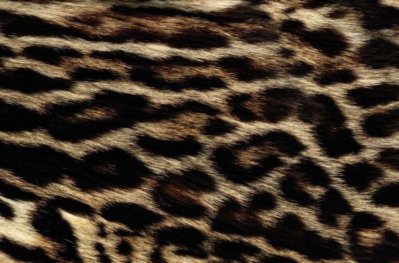 地毯-动物毛毯 063下载