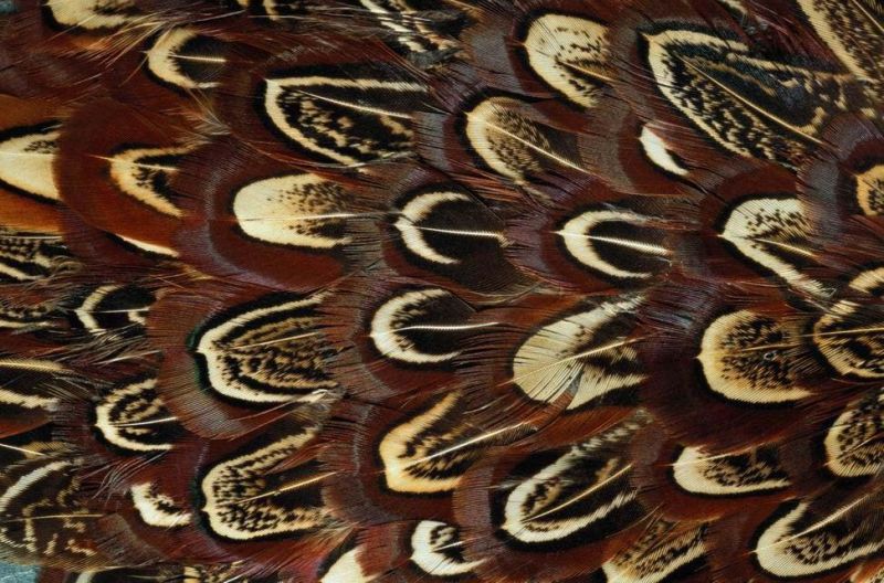 地毯-动物毛毯 065下载