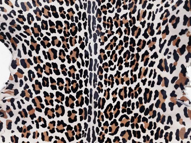 地毯-动物毛毯 066下载