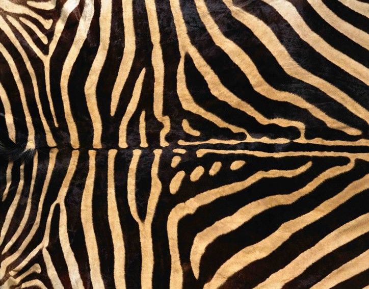 地毯-动物毛毯 071下载