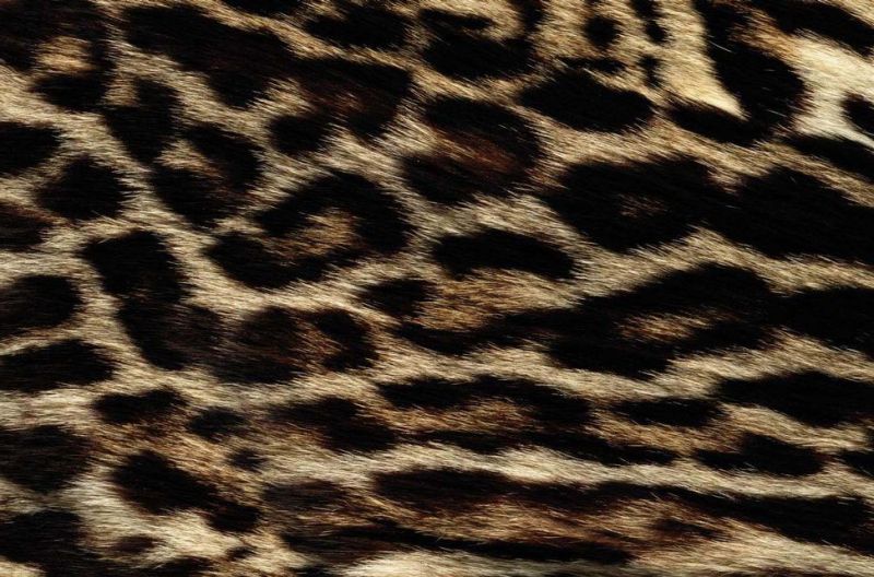 地毯-动物毛毯 087下载