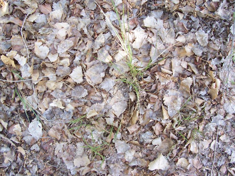 肌理 水泥 土地-草皮 004下载