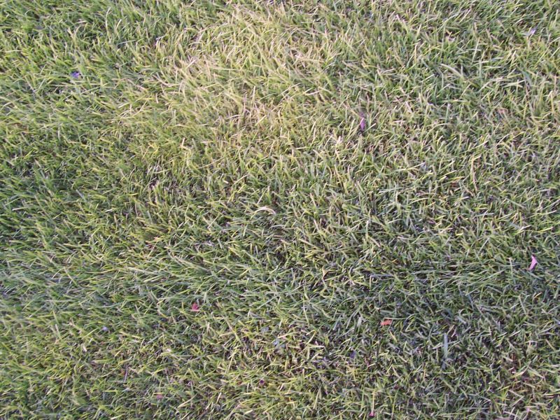 肌理 水泥 土地-草皮 018下载