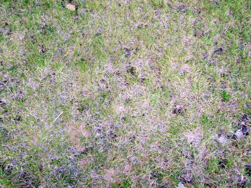 肌理 水泥 土地-草皮 019下载