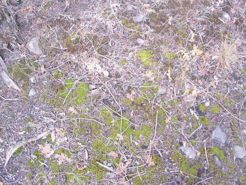 肌理 水泥 土地-草皮 039下载