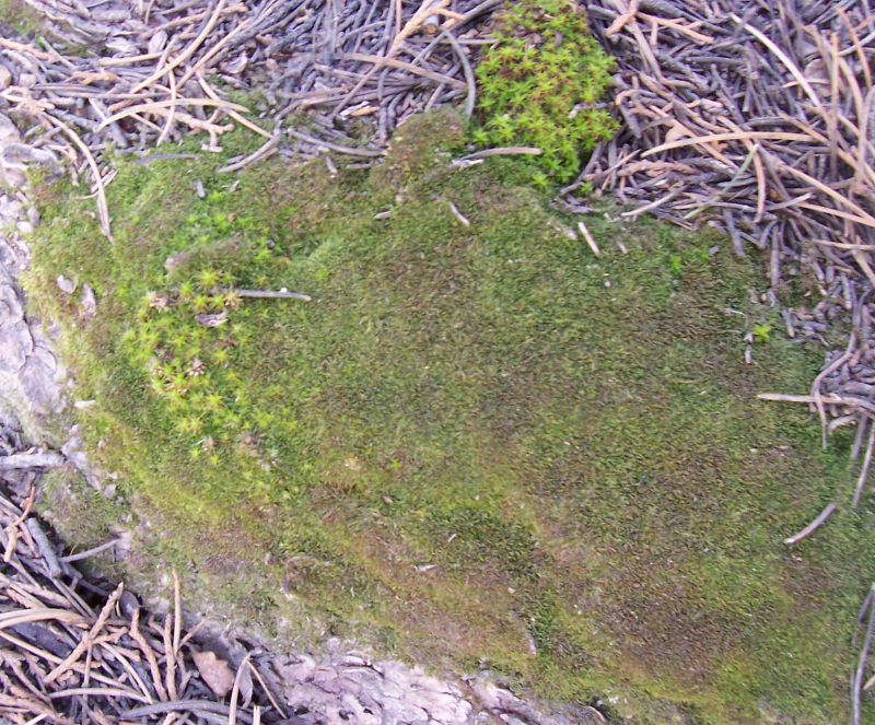 肌理 水泥 土地-草皮 042下载