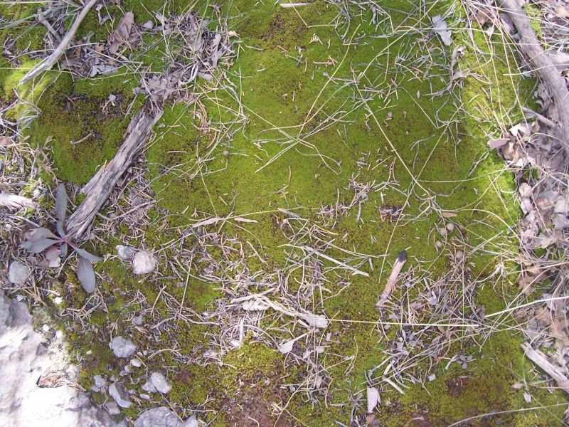 肌理 水泥 土地-草皮 043下载