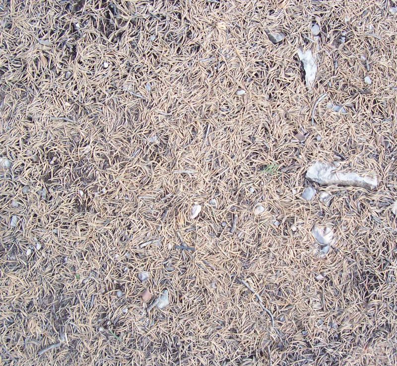 肌理 水泥 土地-草皮 044下载