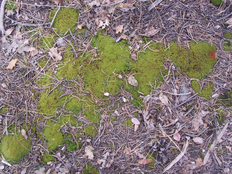 肌理 水泥 土地-草皮 047下载