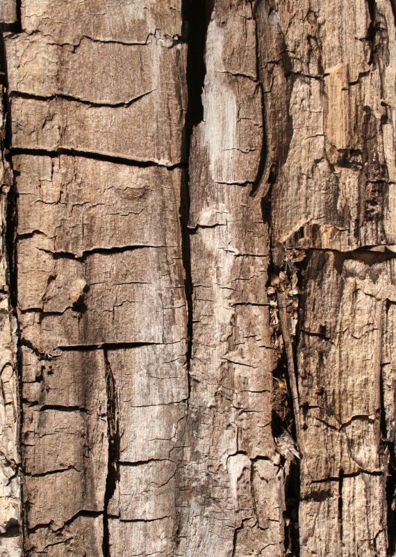 木纹木材-树皮 167下载