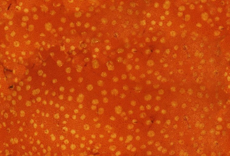 其他杂项-水果贴图 012下载