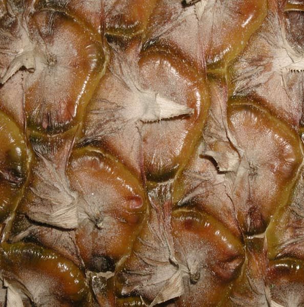 其他杂项-水果贴图 026下载